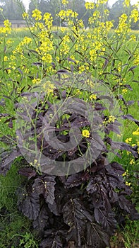 Black mustard plant and seeds